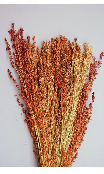 Broom Corn: The Sorghum Variety That Built an American Industry, Now on Everyone's Mantel