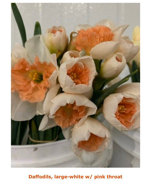 September Is Secretly Bulb-Planting Season: A Guide to Growing Next Spring's Cutting Garden