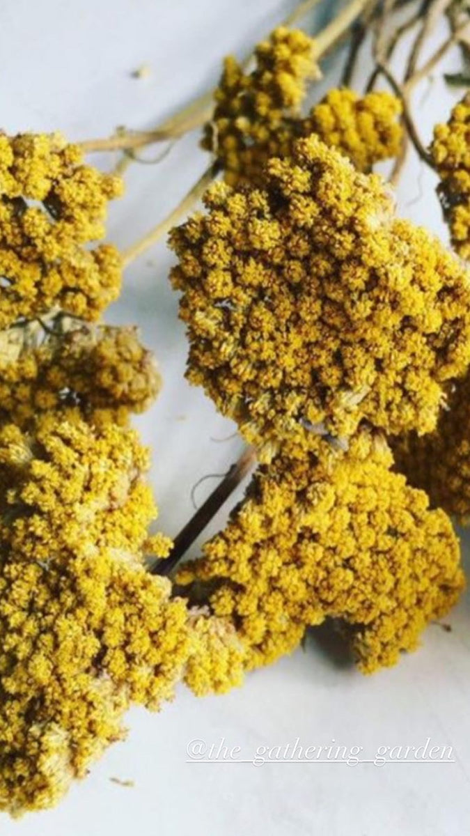 Dried Yarrow/ Golden Florals/ Mustard Colored Dried Florals –  SolaFlowerStore