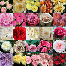 Load image into Gallery viewer, 48 Gorgeous Garden roses in beautiful shades