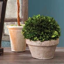 Load image into Gallery viewer, BOXWOOD BALL IN POT MEDIUM