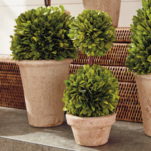 Load image into Gallery viewer, BOXWOOD TOPIARIES IN POTS, SET OF 8