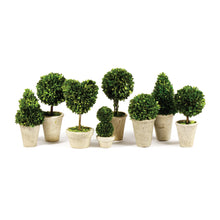 Load image into Gallery viewer, BOXWOOD TOPIARIES IN POTS, SET OF 8