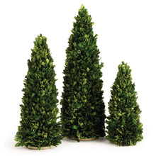 Load image into Gallery viewer, BOXWOOD MINI TREES, SET OF 3