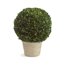 Load image into Gallery viewer, BOXWOOD 12" BALL IN POT