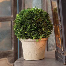 Load image into Gallery viewer, BOXWOOD 8" BALL IN POT