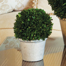 Load image into Gallery viewer, BOXWOOD 8" BALL IN POT