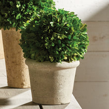 Load image into Gallery viewer, BOXWOOD 8" BALL IN POT