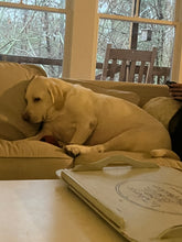 Load image into Gallery viewer, Mixed Fresh Holiday Greens 30 pounds