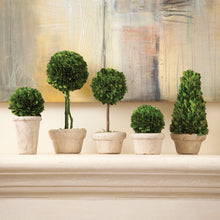 Load image into Gallery viewer, BOXWOOD TOPIARIES IN POTS, SET OF 5