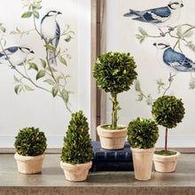 Load image into Gallery viewer, BOXWOOD TOPIARIES IN POTS, SET OF 5