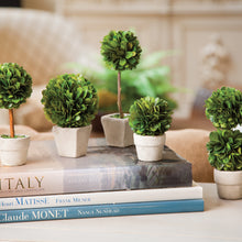 Load image into Gallery viewer, BOXWOOD MINI TOPIARIES IN POTS, SET OF 5