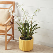 Load image into Gallery viewer, SPIDER ORCHID DROP-IN 44"