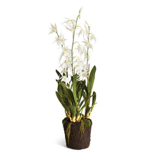 Load image into Gallery viewer, SPIDER ORCHID DROP-IN 44"