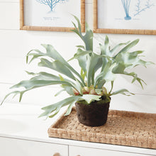 Load image into Gallery viewer, Staghorn Fern Drop-In 21"
