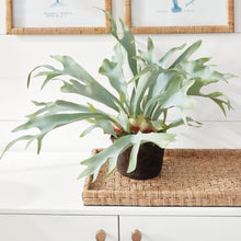Load image into Gallery viewer, Staghorn Fern Drop-In 21"