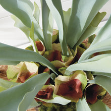 Load image into Gallery viewer, Staghorn Fern Drop-In 21"