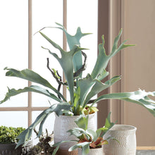 Load image into Gallery viewer, Staghorn Fern Drop-In 22"