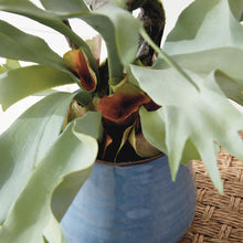 Load image into Gallery viewer, Staghorn Fern Drop-In 22"