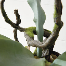 Load image into Gallery viewer, Staghorn Fern Drop-In 22"