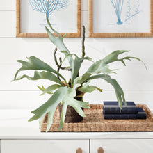 Load image into Gallery viewer, Staghorn Fern Drop-In 22"
