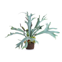 Load image into Gallery viewer, Staghorn Fern Drop-In 22"
