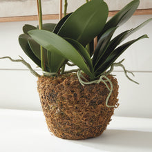 Load image into Gallery viewer, PHALAENOPSIS ORCHID DROP-IN 30"