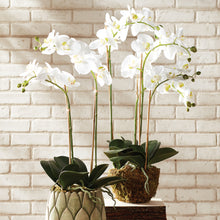 Load image into Gallery viewer, PHALAENOPSIS ORCHID DROP-IN 30"
