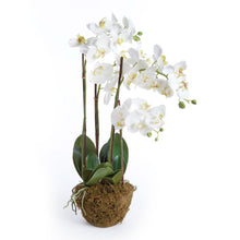 Load image into Gallery viewer, PHALAENOPSIS ORCHID DROP-IN 30"