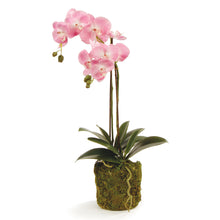 Load image into Gallery viewer, PHALAENOPSIS ORCHID DROP-IN 23"