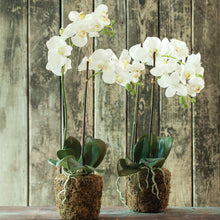 Load image into Gallery viewer, PHALAENOPSIS ORCHID DROP-IN 23"