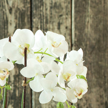 Load image into Gallery viewer, PHALAENOPSIS ORCHID DROP-IN 23"