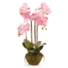 Load image into Gallery viewer, PHALAENOPSIS ORCHID DROP-IN 30"