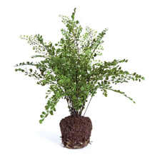 Load image into Gallery viewer, MAIDENHAIR DROP-IN 18"