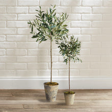 Load image into Gallery viewer, OLIVE TREE POTTED 30"