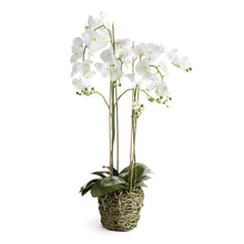 Load image into Gallery viewer, PHALAENOPSIS ORCHID DROP-IN 44"