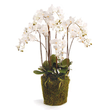 Load image into Gallery viewer, PHALAENOPSIS ORCHID DROP-IN 36"