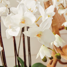 Load image into Gallery viewer, PHALAENOPSIS ORCHID DROP-IN 36"