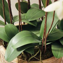 Load image into Gallery viewer, PHALAENOPSIS ORCHID DROP-IN 36"