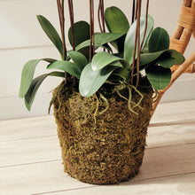 Load image into Gallery viewer, PHALAENOPSIS ORCHID DROP-IN 36"
