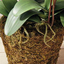 Load image into Gallery viewer, PHALAENOPSIS ORCHID DROP-IN 36"