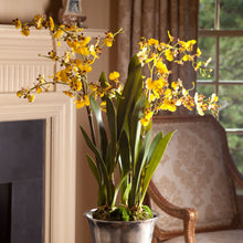 Load image into Gallery viewer, DANCING ORCHID DROP-IN 32"