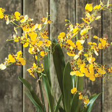 Load image into Gallery viewer, DANCING ORCHID DROP-IN 32"