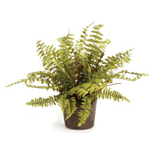 Load image into Gallery viewer, BOSTON FERN DROP-IN 12"
