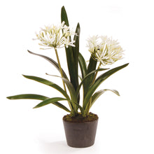 Load image into Gallery viewer, AGAPANTHUS DROP-IN 23"