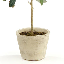 Load image into Gallery viewer, OLIVE TREE WITH FRUIT IN POT 19.5"