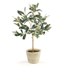 Load image into Gallery viewer, OLIVE TREE WITH FRUIT IN POT 19.5"