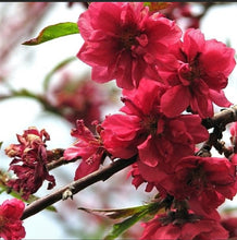 Load image into Gallery viewer, Flowering Peach Branches