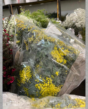 Load image into Gallery viewer, Fresh Mimosa & Fingerling Acacia - a French winter tradition- American grown!
