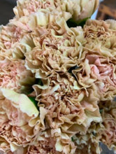 Load image into Gallery viewer, Caramel Beige fresh fancy carnation